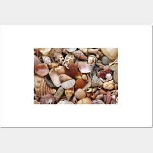 Sea shells and coral Posters and Art